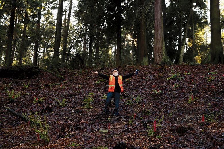 Citizen-scientists are still trying to figure out why Seattle’s sword ...