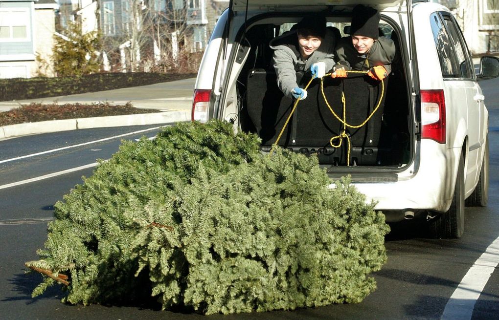 Seattle Christmas Tree Disposal 2022 Here's How To Reuse Or Dispose Of Your Christmas Tree In The Seattle Area |  The Seattle Times
