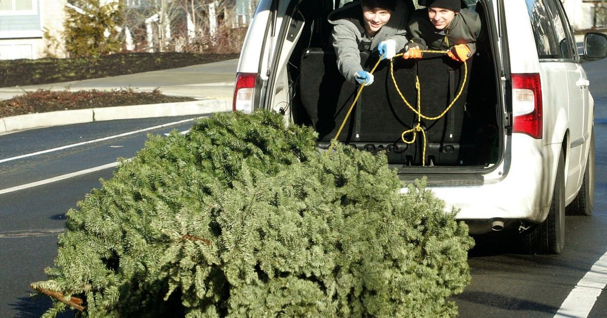 Here’s how to reuse or dispose of your Christmas tree in the Seattle