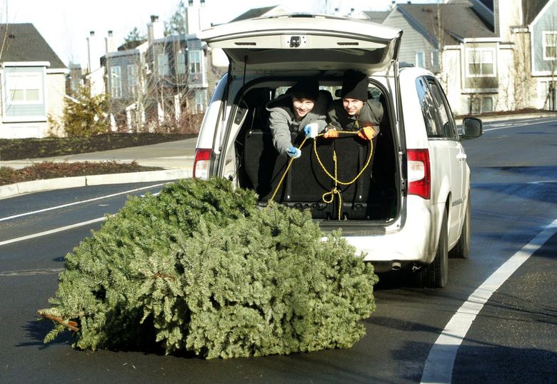 Recycle Christmas Lights 2022 Seattle Here's How To Reuse Or Dispose Of Your Christmas Tree In The Seattle Area |  The Seattle Times