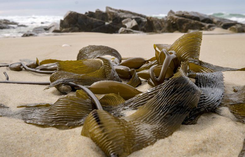 Strands of bull kelp at Shelly Point in Tasmania. The Tasman Sea is warming, and once plentiful giant kelp forests have rapidly declined. Indigenous artists rely on a kelp habitat for traditional jewelry and basket making. MUST CREDIT: Washington Post photo by Bonnie Jo Mount