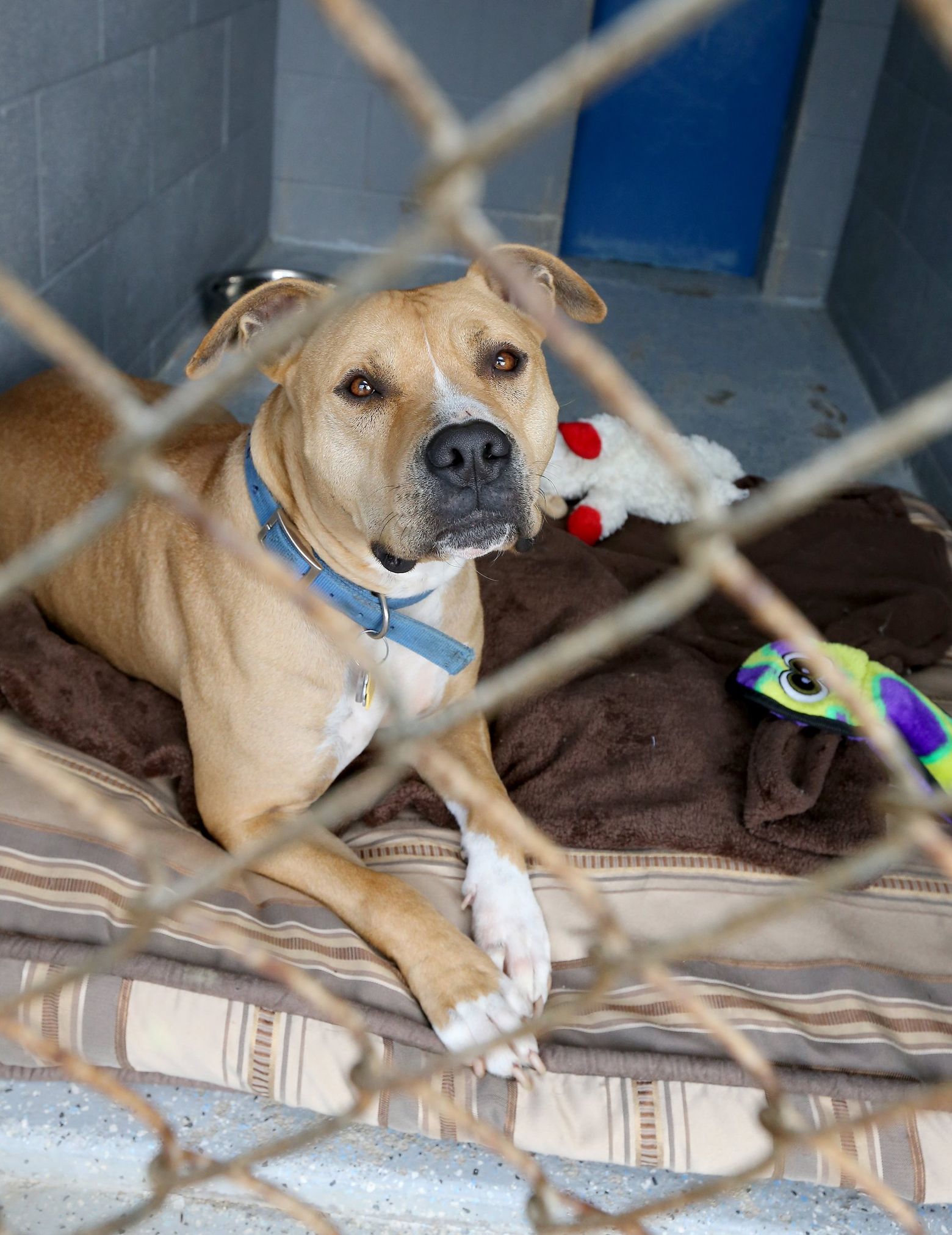 Washington cities can no longer ban pit bulls and other dog breeds outright | The Seattle Times Washington cities can no longer ban pit bulls and other dog breeds outright | The Seattle Times