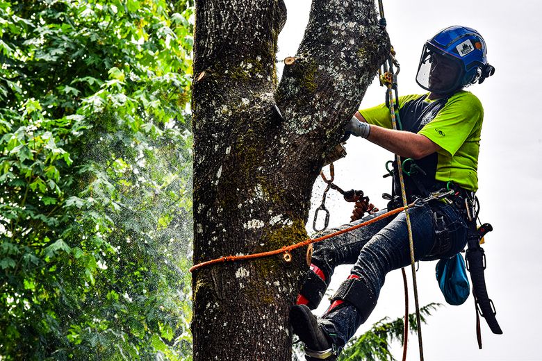 Tree Tech Reviews: Evaluating the Latest Innovations in Forestry Technology