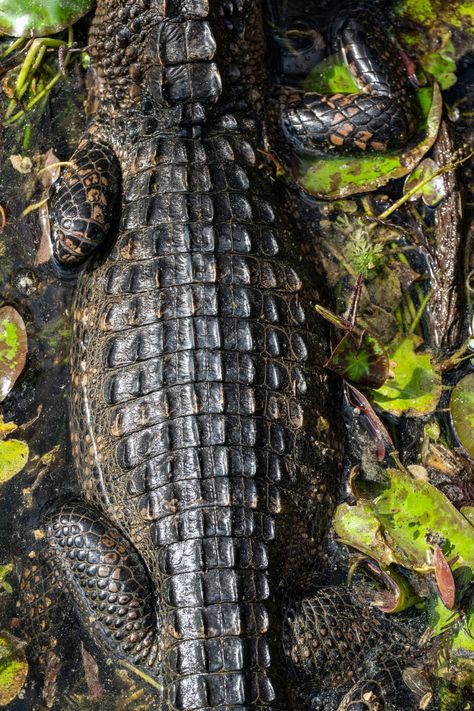 10 Things You Can Make Out of Alligator & Crocodile Skin