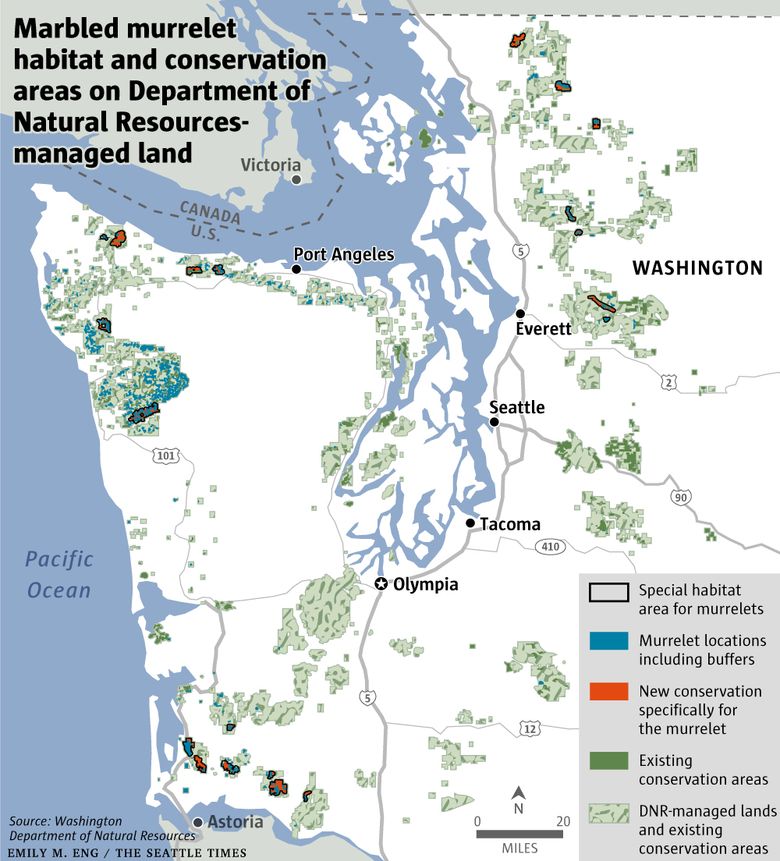 What is the future of Washington state's forests? Endangered marbled  murrelet seabird caught in fight