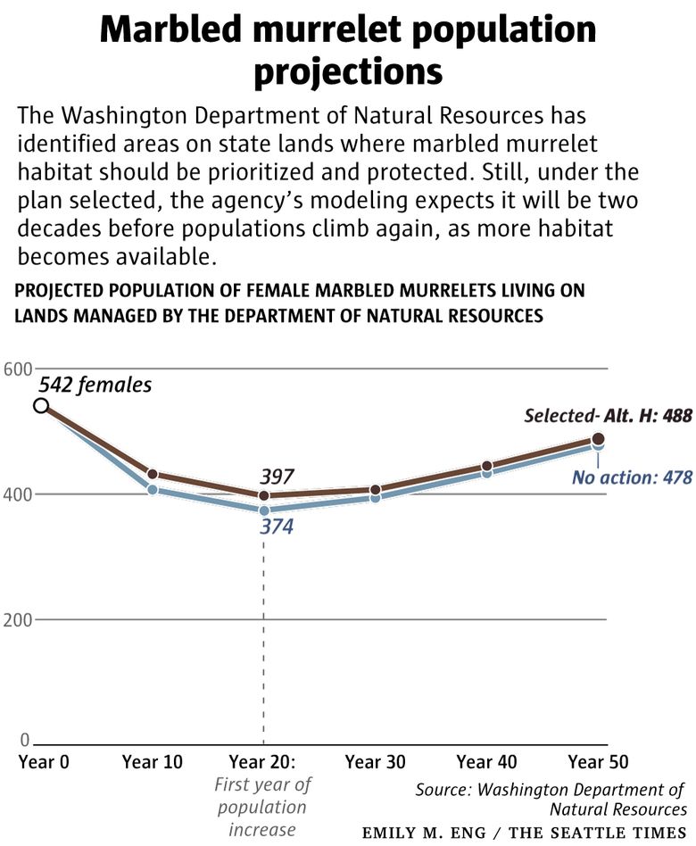 What is the future of Washington state's forests? Endangered marbled  murrelet seabird caught in fight
