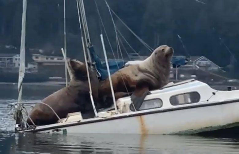 sea lions on sailboat