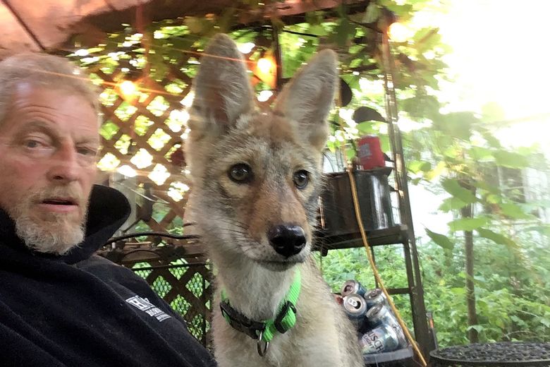 Iowa man wants coyote back as emotional support animal | The Seattle Times Iowa man wants coyote back as emotional support animal | The Seattle Times