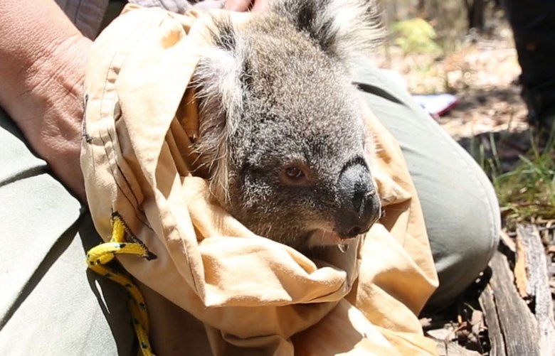 A World Without Koalas? Losing the Marsupial Could Make Australian  Wildfires Worse - CNET