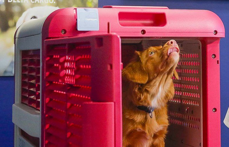 Delta Cargo Lead Product Manager Sara Bernhardt and her 5-month-old Nova Scotia Duck Tolling Retriever, Peach, introduce the CarePod, a pet travel carrier exclusive to Delta Air Lines, at the Hartsfield-Jackson Delta Cargo Facility in Atlanta, Wednesday, Jan. 22, 2020. The CarePod will initially be offered at eight U.S. locations across the Delta domestic network. (Alyssa Pointer/Atlanta Journal-Constitution via AP) GAATJ202 GAATJ202