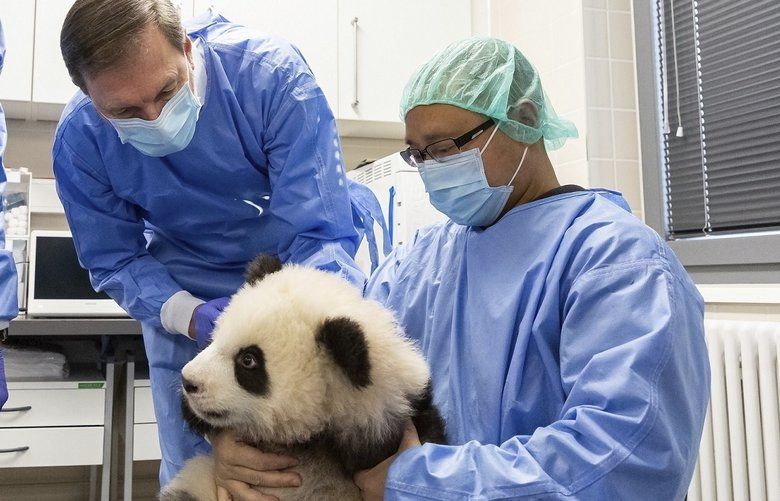 Berlin zoo prepares panda cubs for their big day out The Seattle Times