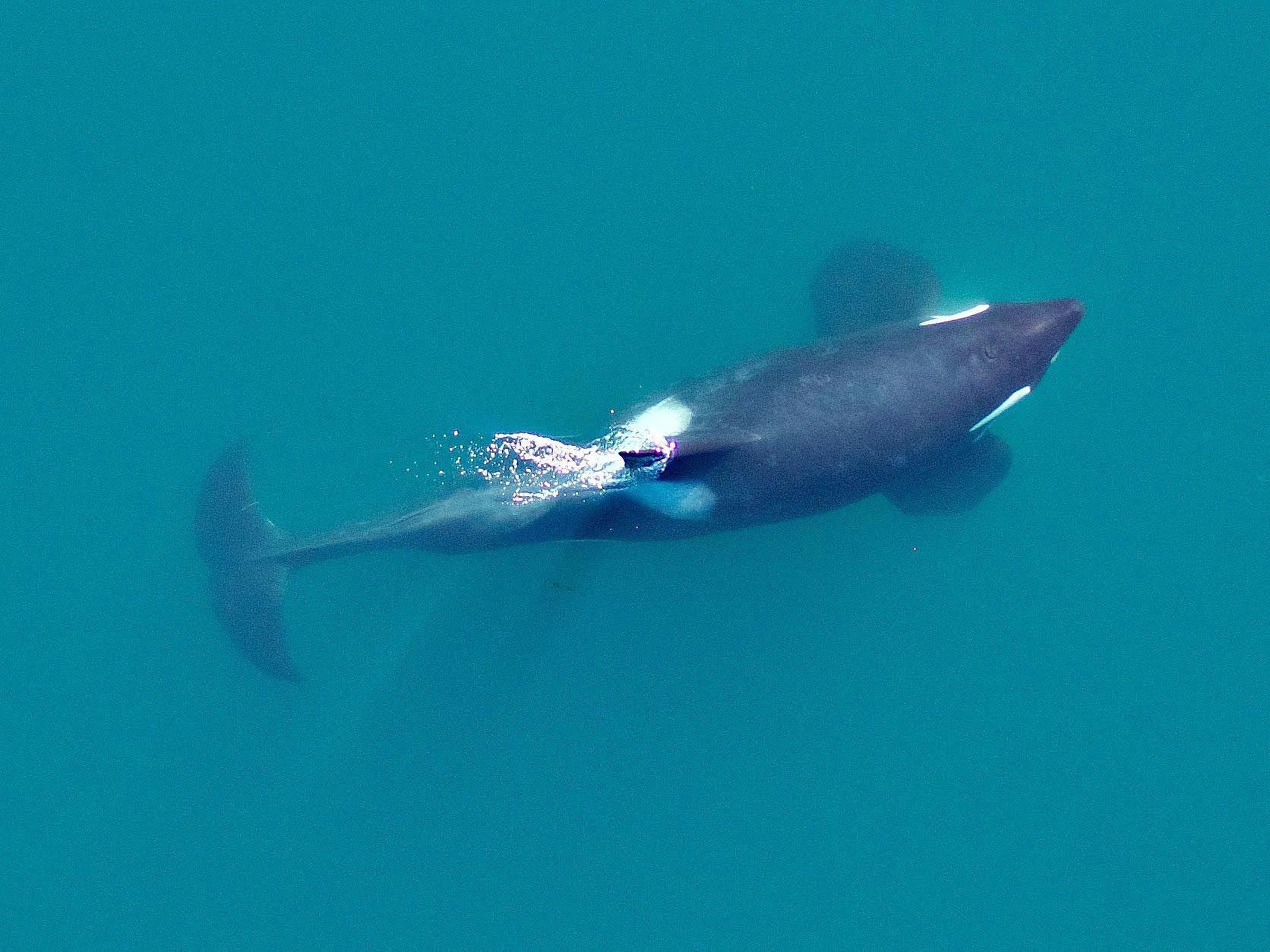 Another southern resident orca feared dead | The Seattle Times