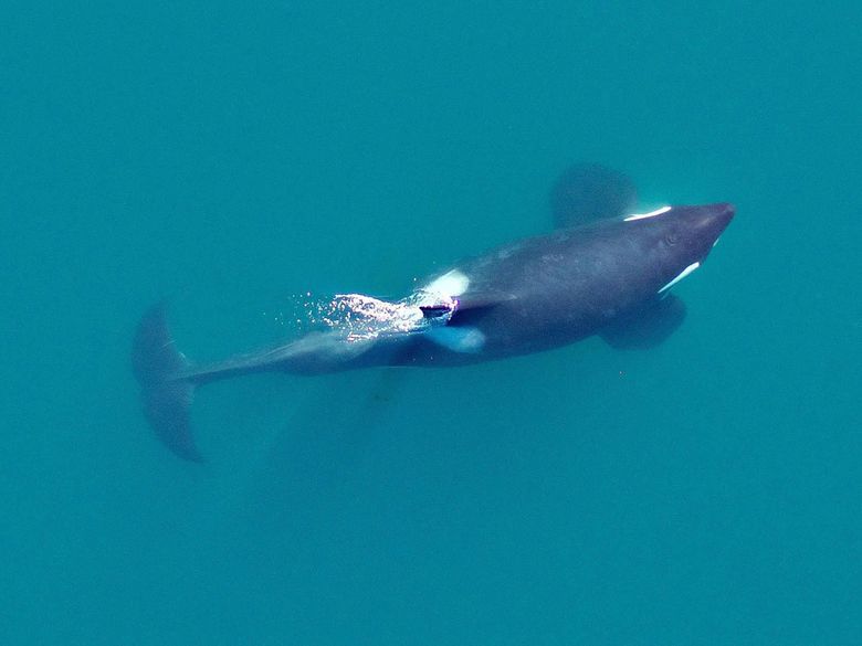 Southern resident killer whales in poor condition - Victoria Times