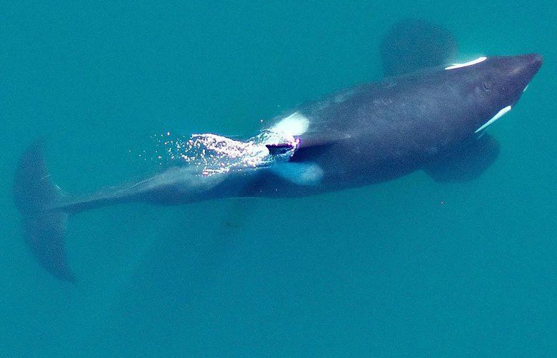 Another southern resident orca feared dead | The Seattle Times