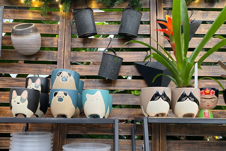 The best choices for indoor plants in Seattle | The Seattle Times