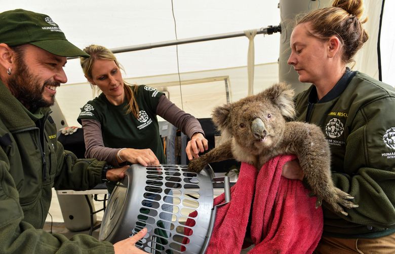 From left, Adam Parascandola, Georgie Dolphin and Kelly Donithan of the Humane Society International disaster response team remove a rescued koala bear from a clothes basket at a temporary triage center for wildlife on Kangaroo Island. MUST CREDIT: Washington Post photo by Ricky Carioti