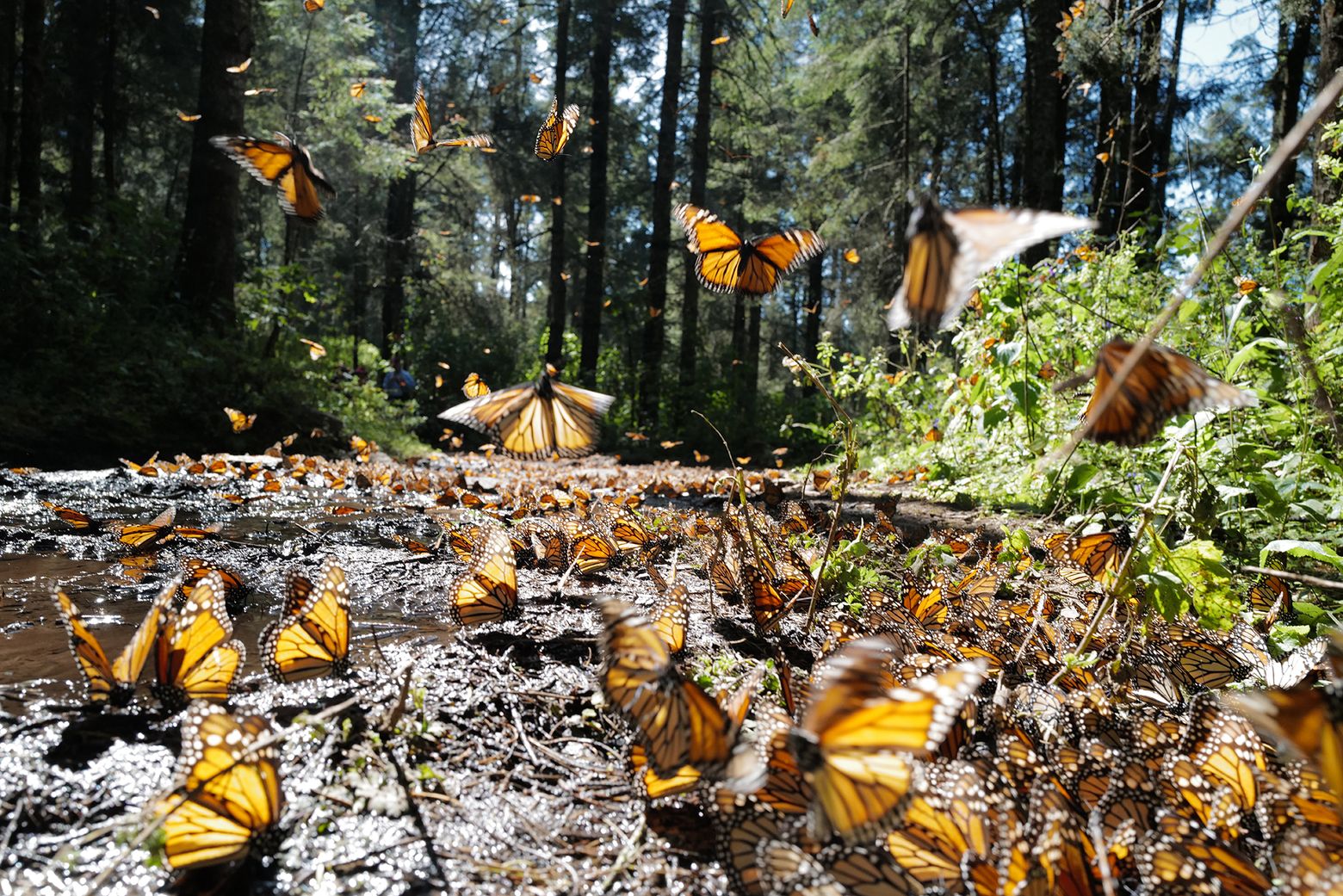 Climate change threatens the beautiful and beloved monarch