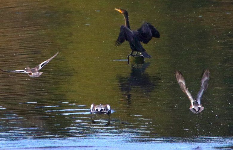 A cormorant pauses while drying off its wings as a flock of ducks takes off all around on Steel Lake in Federal Way Monday, February 3, 2020. 212905