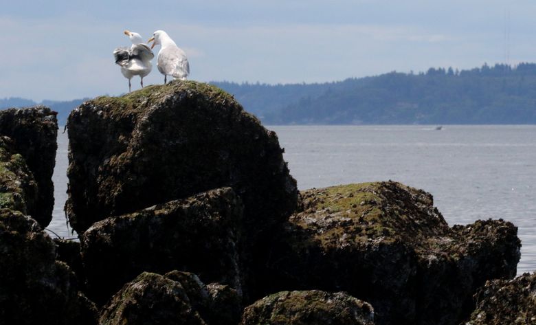 On Saturday, take an evening walk at Constellation Park in West Seattle during low tide with Seattle Aquarium beach naturalists and discover creatures that are present this time of year.
(Alan Berner / The Seattle Times)