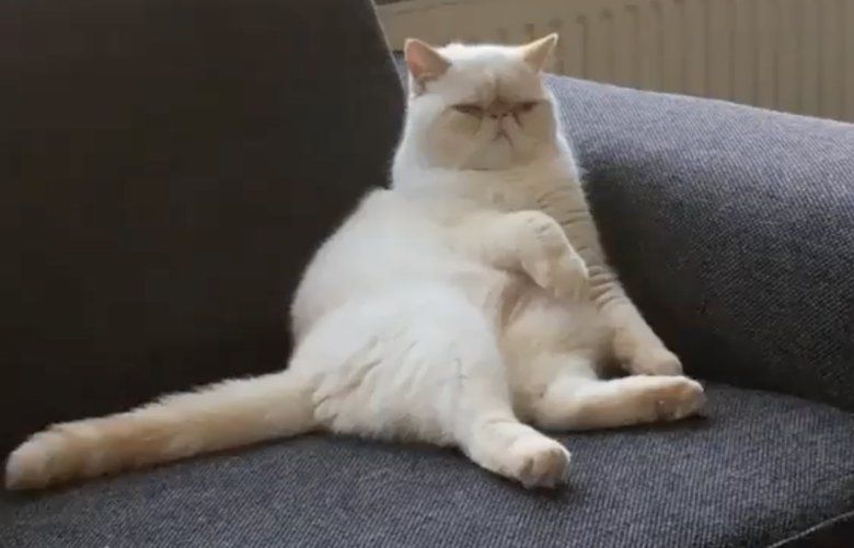 Cat or throw pillow? A relaxed feline poses in a CatVideoFest 2020 video.