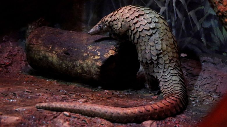 Pangolins — illegally trafficked and dwindling — now fingered as possible  coronavirus transmitter