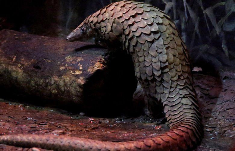 Biggie, a pangolin at the Brookfield Zoo, moves in his enclosure on Feb. 13, 2020. World Pangolin Day is Saturday. (Antonio Perez / Chicago Tribune/TNS) 1573069 1573069