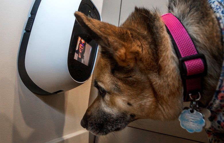 German Shepherd Lola listens to the PetChaz device and waits for a treat at home in Gaithersburg, Md., on Jan. 30, 2020, while owner Andrea Sosias demonstrates how to communicate through the device.  144.0.1748431853