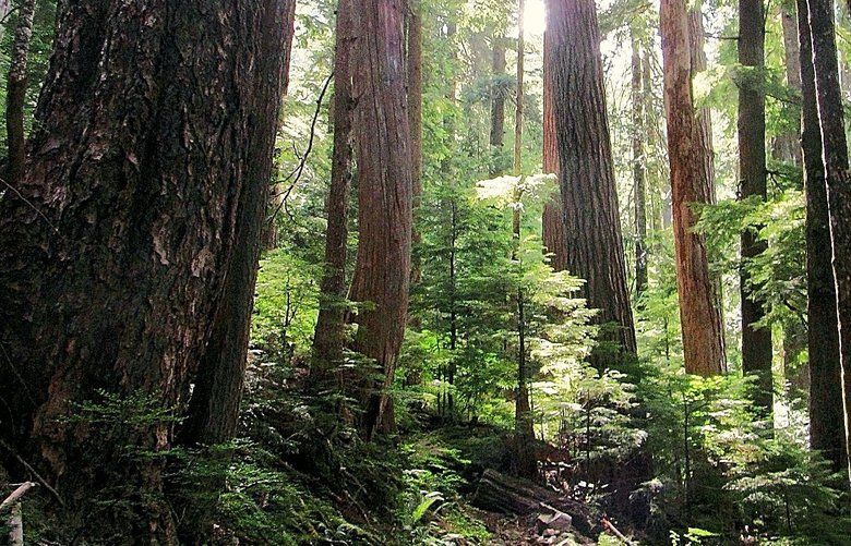 Old growth timber lines the Church Creek Trail in the southern portion of Olympic National Forest. (Wild Olympics Campaign)