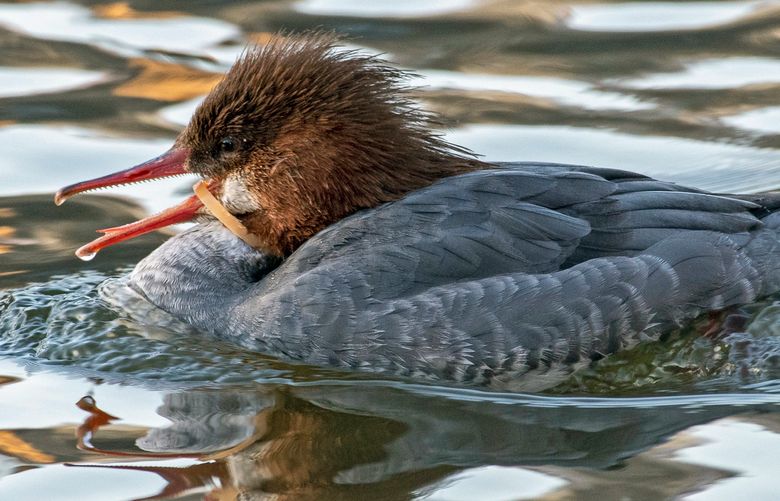 A female common merganser with a plastic band around her bill in New York. New York City’s Parks Department searched on Monday, Feb. 24, 2020, for the merganser near the Bow Bridge in Central Park Lake. (Bradley Kane via The New York Times) — NO SALES; FOR EDITORIAL USE ONLY WITH NYT STORY NY-DUCK-RESCUE BY COREY KILGANNON FOR FEB. 24, 2020. ALL OTHER USE PROHIBITED. —