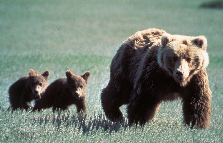 A photo provided by the National Park Service shows a grizzly bear and cubs in Glacier National Park in Montana. The death rate of grizzlies in this region has been rising, attributed not only to trains, but to poaching, cars and the removal of troublesome bears. (U.S. National Park Service via The New York Times) — EDITORIAL USE ONLY —