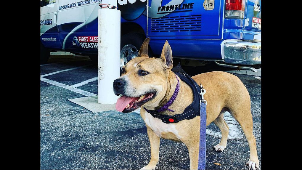 Beer can promotion for Fla. animal shelter helps dog lost for 3 years find her original family in Minn. | The Seattle Times Beer can promotion for Fla. animal shelter helps dog lost for 3 years find her original family in Minn. | The Seattle Times