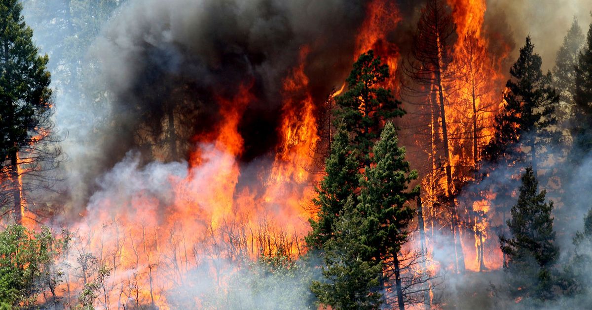 Report Work To Reduce Wildfire Risks Has Economic Benefits The Seattle Times 8577