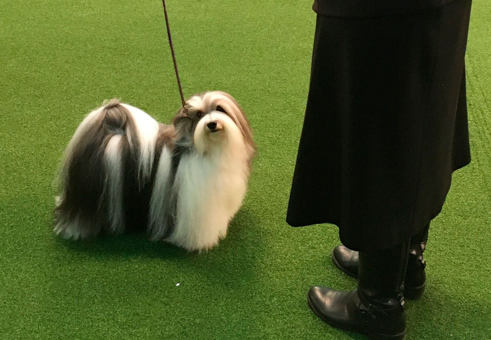 Westminster dog show 2019 hot sale havanese