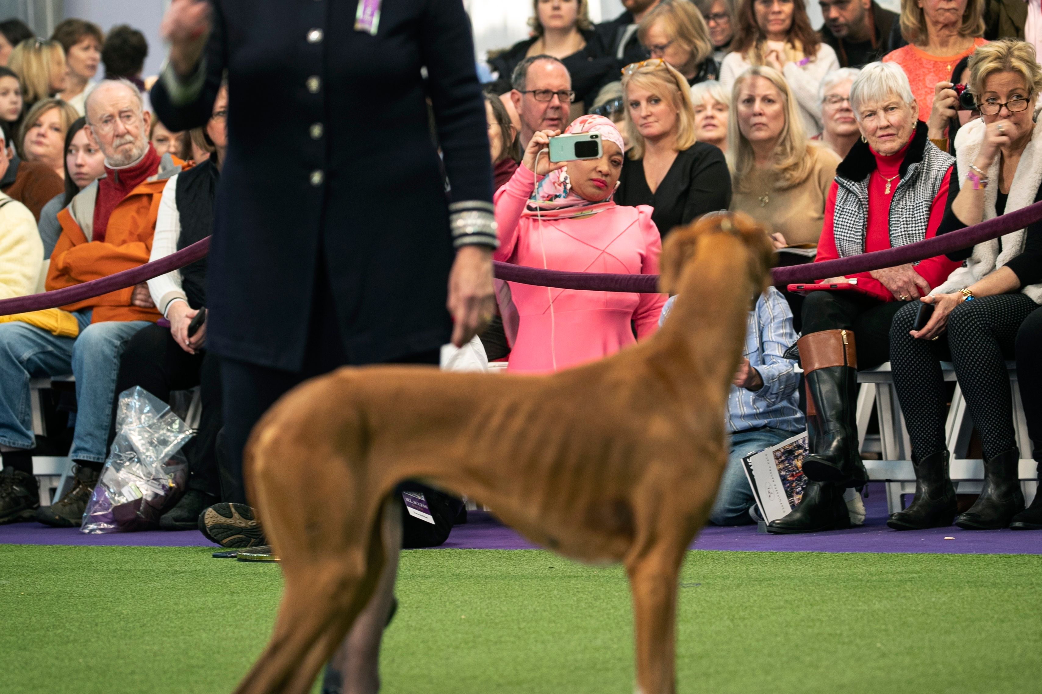 Rhodesian ridgeback westminster dog hot sale show