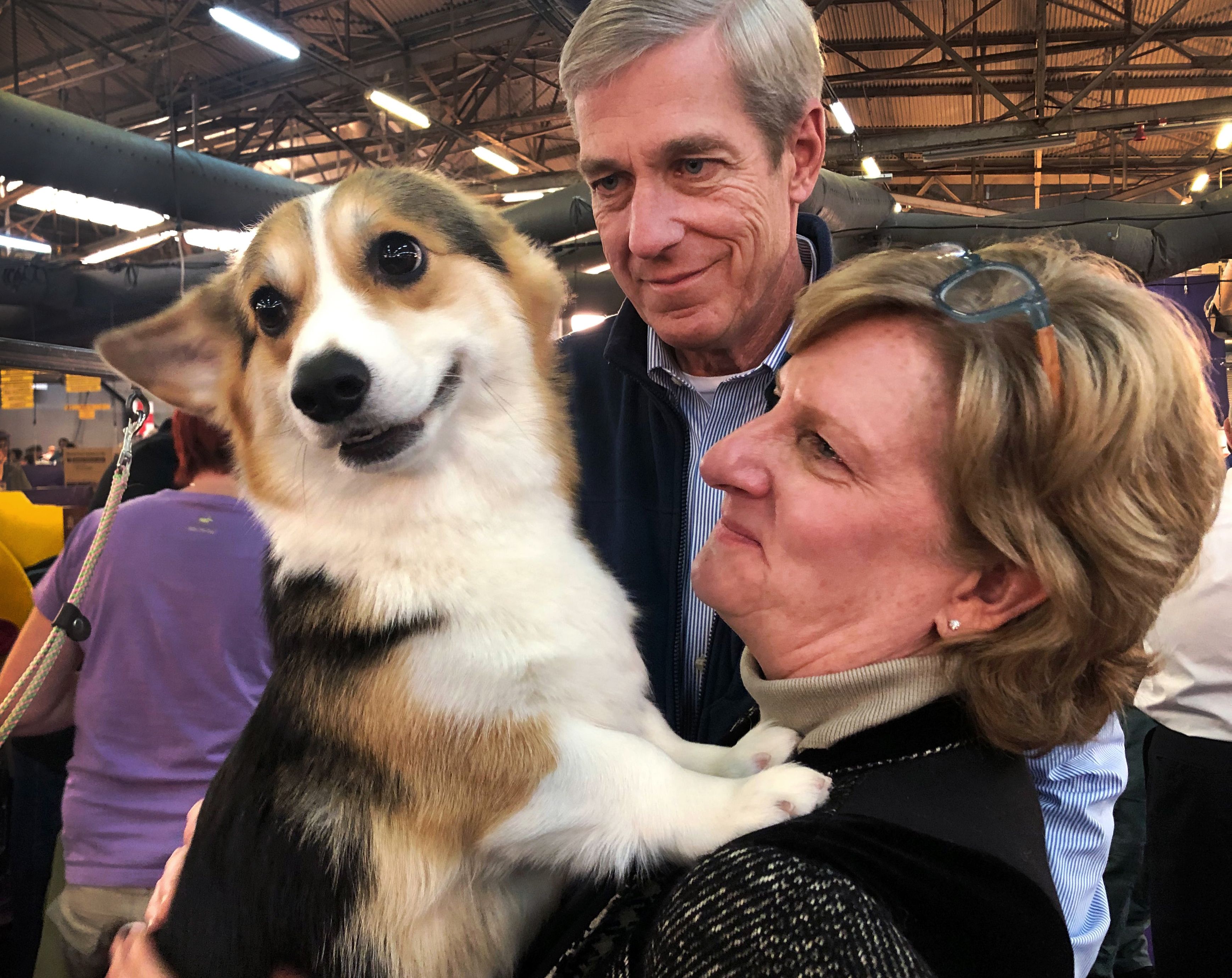 Corgi best sale agility westminster