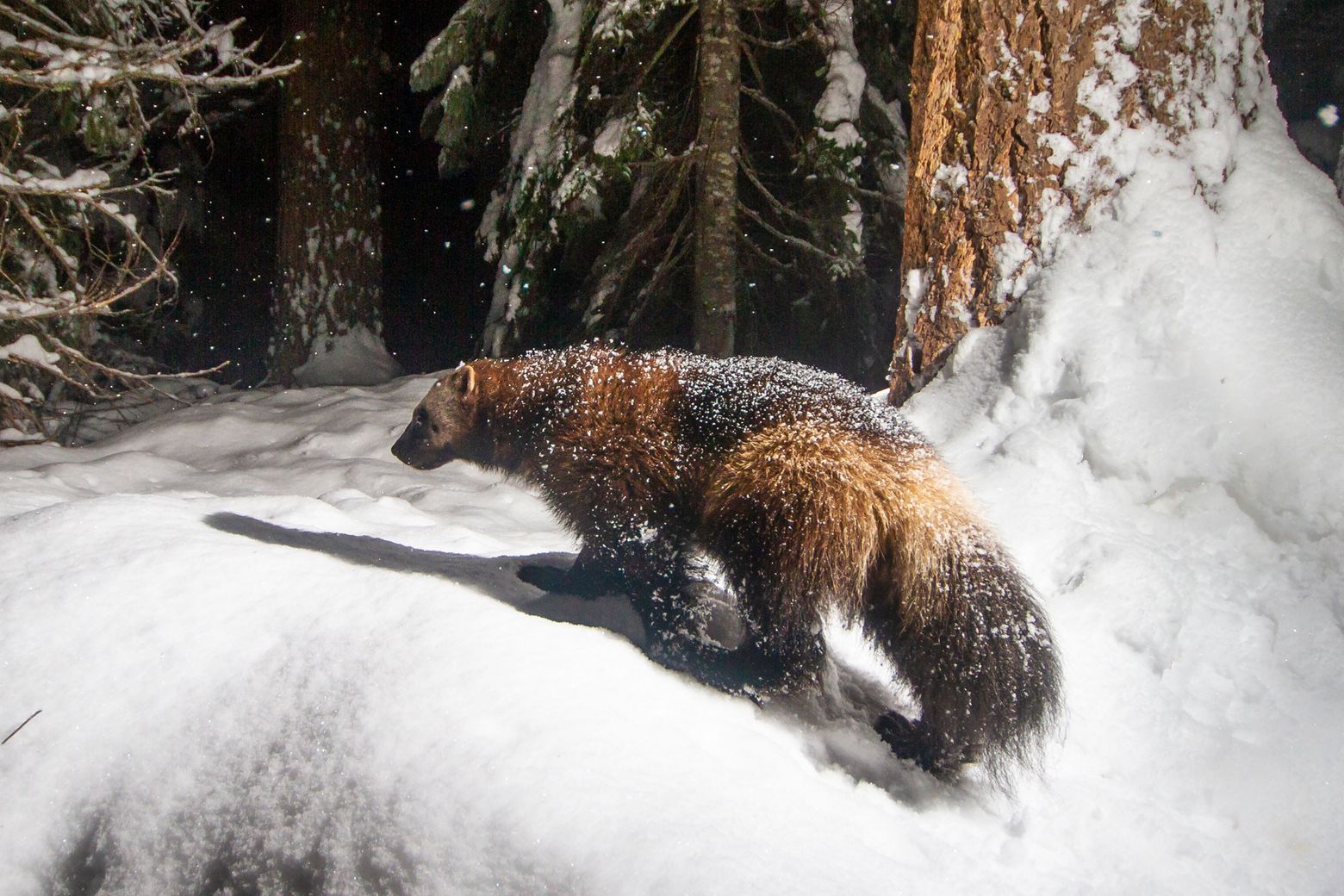 Bringing back 'the spirit animal of the backcountry' | The Seattle Times Bringing back 'the spirit animal of the backcountry' | The Seattle Times