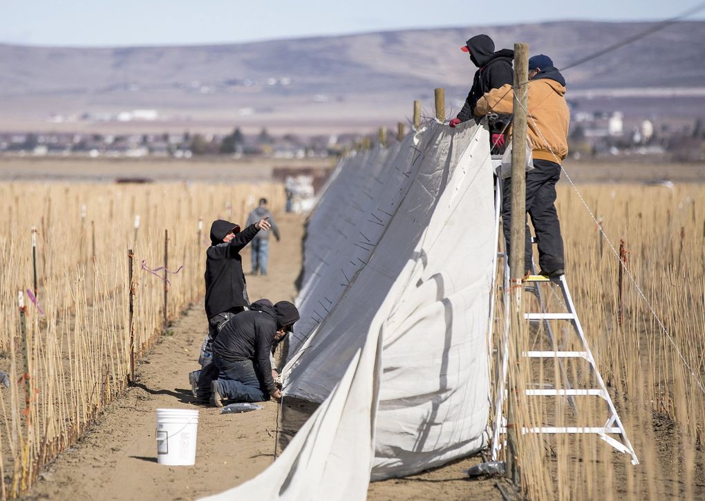 Workers set up a divider in an apple nursery in Grant County on March 11. Farmers, and growers this year will take extra precautions to be on watch for the coronavirus among their workers. Some who operate labor camps plan to set aside space to isolate workers who show symptoms. (Amanda Snyder / The Seattle Times)