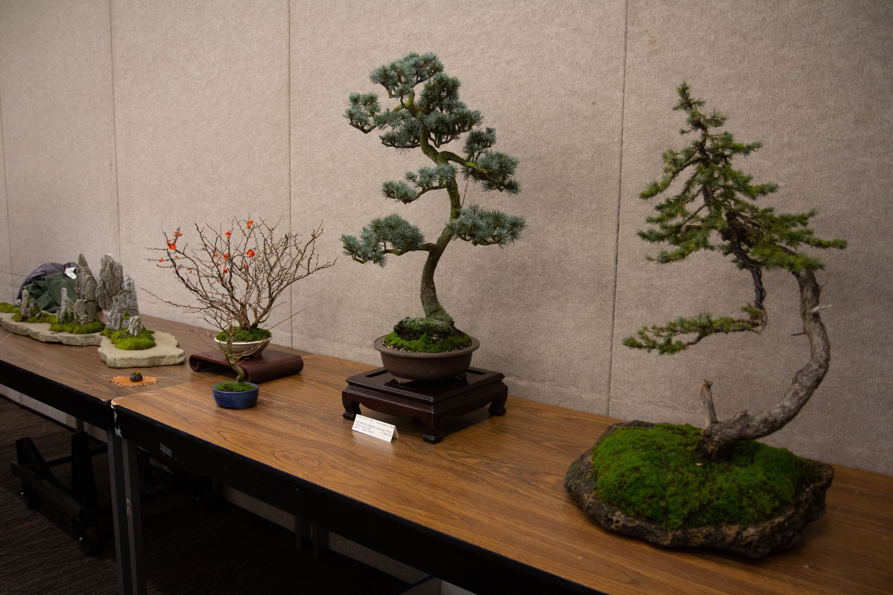 If you're in a hurry, the traditional art of bonsai might not be a