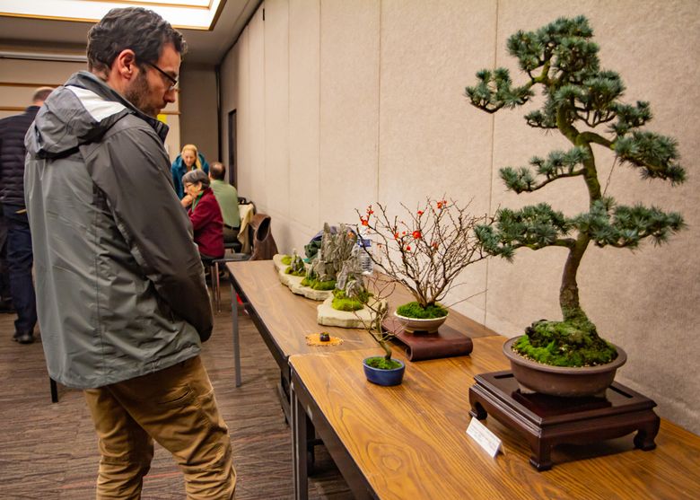 Think Magazine  Bonzai - the Art of Growing a Miniature Tree