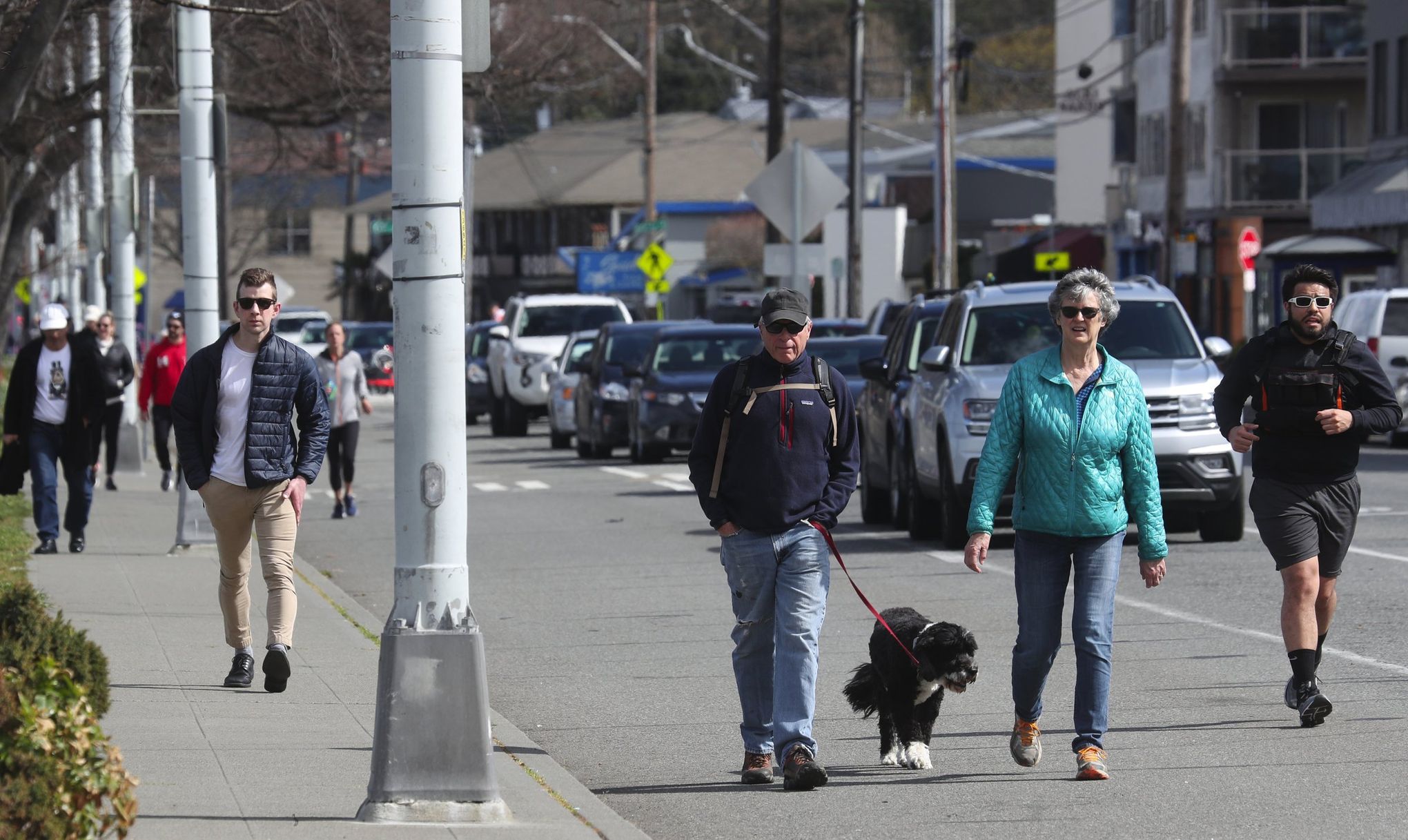 7 Best Seattle Seahawks Gear Gifts for Dogs, Sidewalk Dog