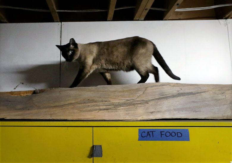 https://images.seattletimes.com/wp-content/uploads/2020/03/03312020_Feral_Cats_194804.jpg?d=780x549