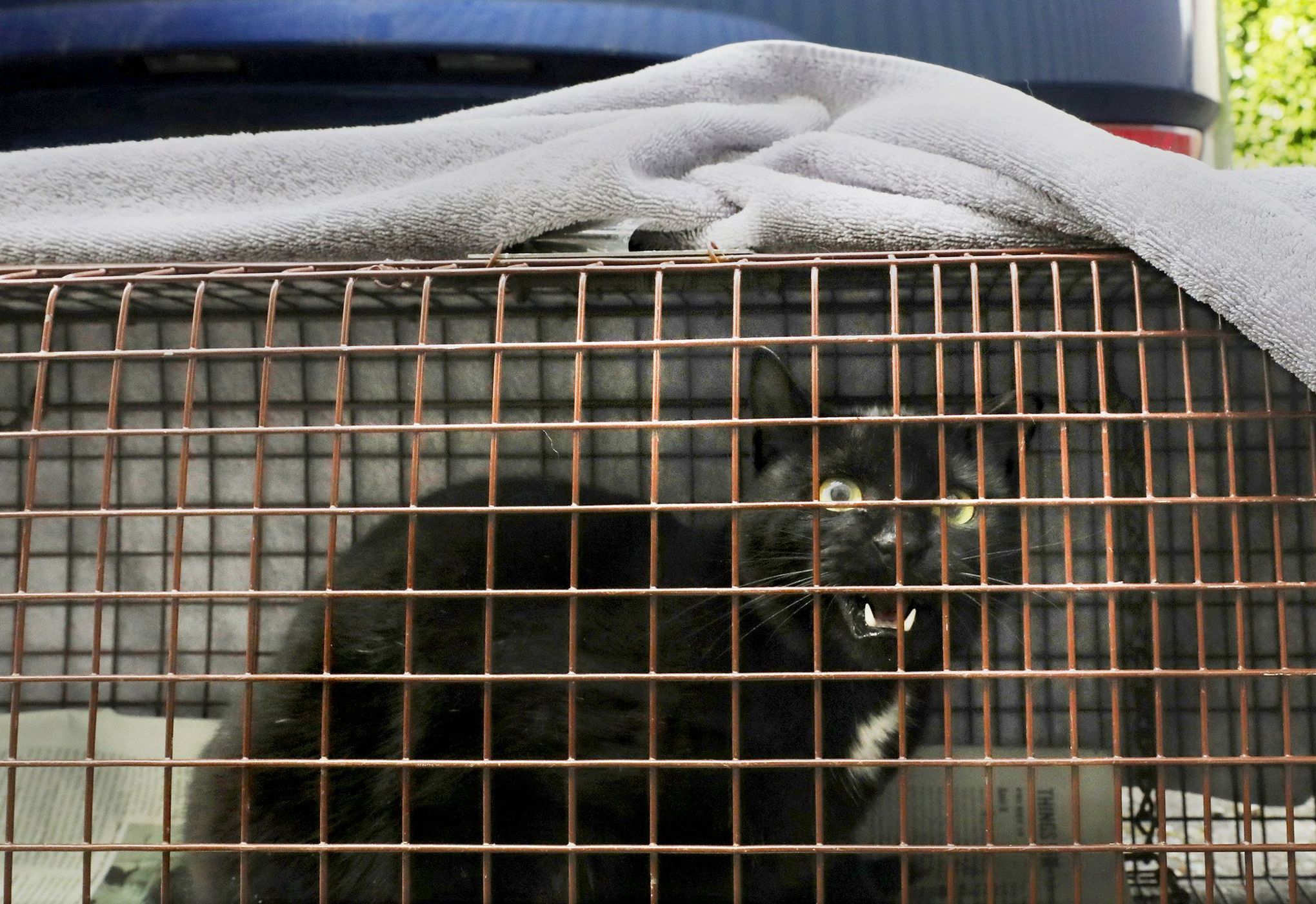 https://images.seattletimes.com/wp-content/uploads/2020/03/03312020_Feral_Cats_1948082.jpg?d=2040x1401