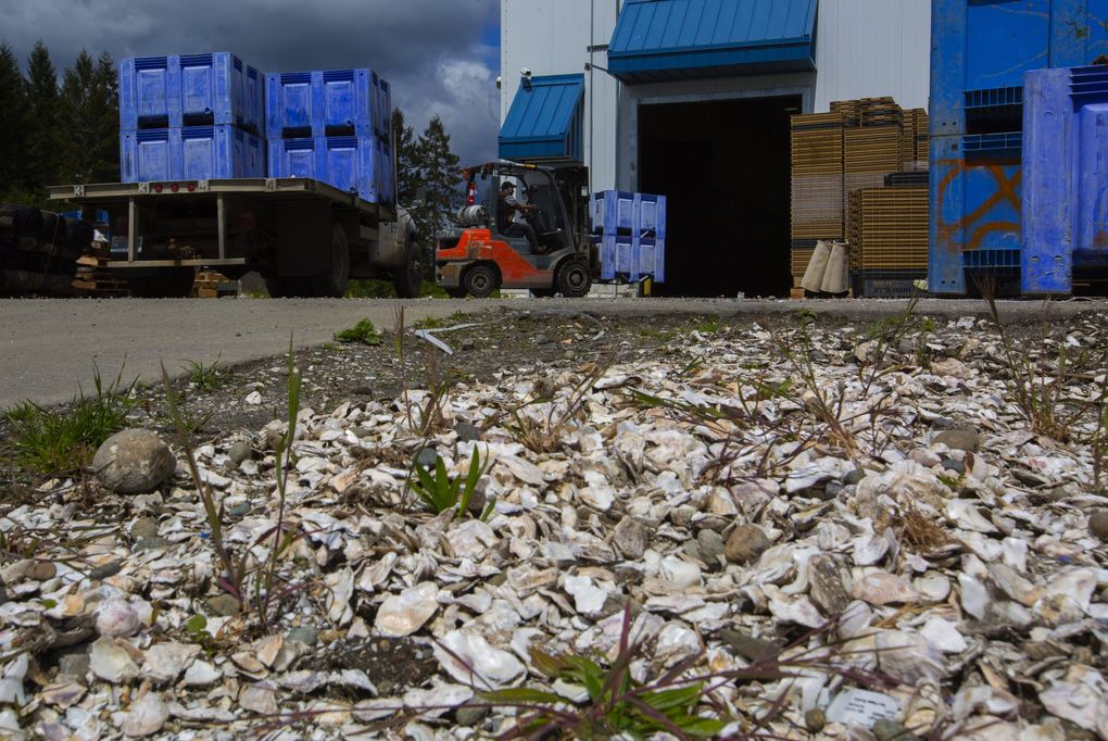 Gaspar Mateo, a bay worker at Taylor Shellfish Farms in Shelton, Mason County, drives a forklift and moves totes filled with kumamoto oysters off a truck and into a refrigerated processing center at the farm. (Ellen M. Banner / The Seattle Times, file)
