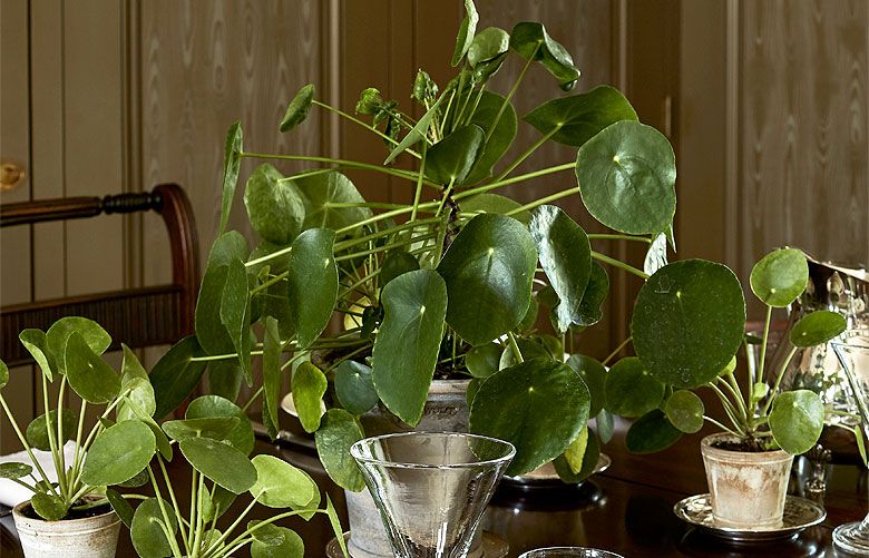 Martha Stewart Living garden editor’s favorite houseplants The