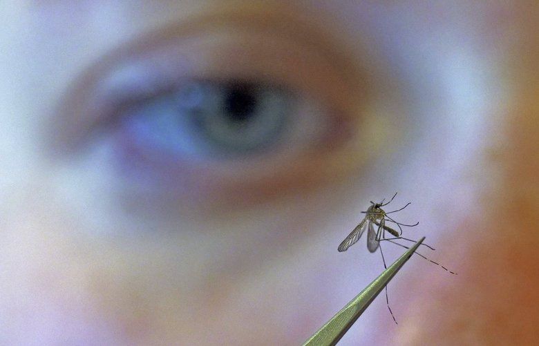 FILE – In this Monday, Aug. 26, 2019 file photo, a municipal biologist examines a mosquito in Salt Lake City. On Friday, March 13, 2020, The Associated Press reported on stories circulating online incorrectly asserting that as the weather gets warmer, mosquitoes will spread the coronavirus after they bite people who are infected. On their website, the World Health Organization says, â€œTo date there has been no information nor evidence to suggest that the new coronavirus could be transmitted by mosquitoes.â€ The novel coronavirus spreads primarily through droplets generated when an infected person coughs or sneezes, or through droplets of saliva or discharge from the nose. (AP Photo/Rick Bowmer) NYNR202