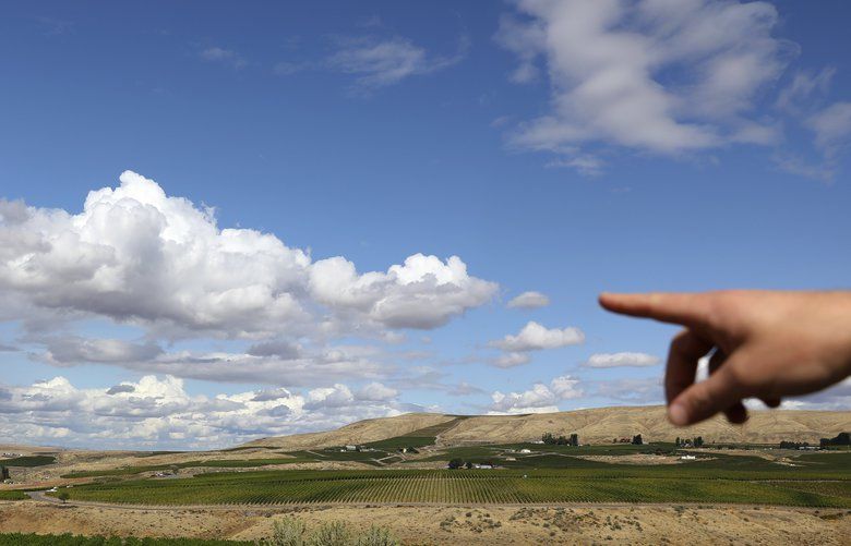 JJ Williams of Kiona points toward the Yakima River, at right, which is in view from a family-acquisition below: Artz Vineyard, one in a portfolio of vineyards Kiona now owns in the Red Mountain AVA, Wednesday, Sept. 18, 2019 near Benton City. Red Mountain itself is seen at right. 210960