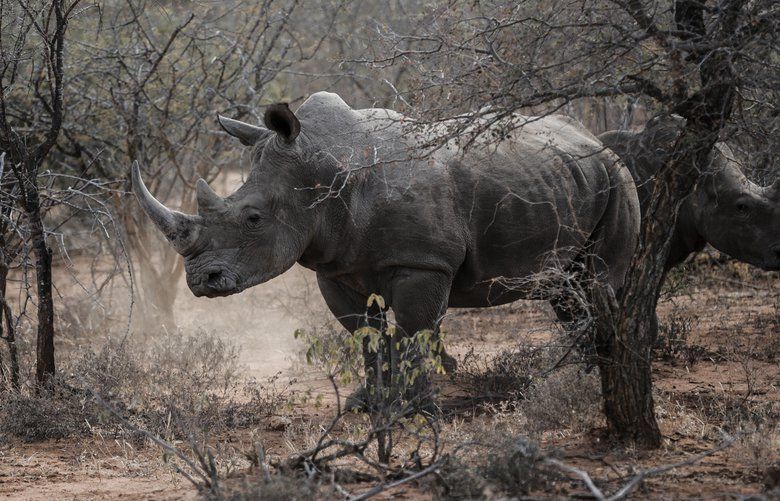 FILE — Rhinos in a reserve in Limpopo, South Africa, July 23, 2018. Lt. Col. Leroy Bruwer, who was killed on his way to work on March 17, 2020, was famed for investigating poachers in a country that is home to much of the world’s remaining rhinoceros population. (Gulshan Khan/The New York Times) XNYT170 XNYT170