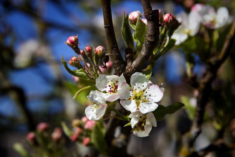 Why You Should Grow Roses On Your Urban Homestead - Healthy Fresh Homegrown