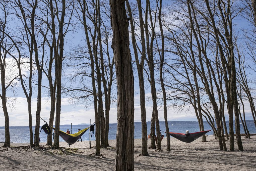 Hammocks help maintain social distance at Golden Gardens Park in Seattle. The number of new cases of the novel coronavirus in King County has remained steady for nearly two weeks, it was announced Tuesday. (Dean Rutz / The Seattle Times)