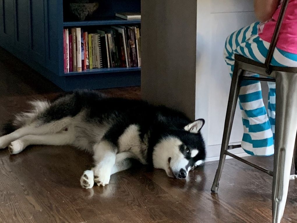 Dubs II, UW’s 14th live mascot, lives in Sammamish with his family: Davina Gruenstein, Brent Knudson, and their kids, Jack and Maggie. (Courtesy of / Davina Gruenstein)